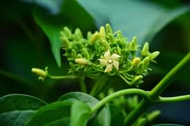 Gymnema sylvestre plant in leaf